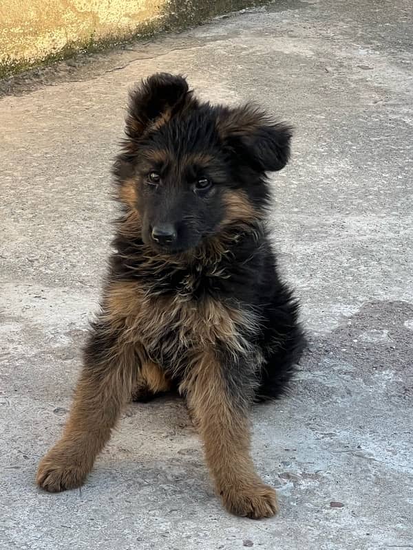 German shepherd female puppy 1