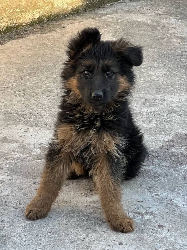 German shepherd female puppy 2