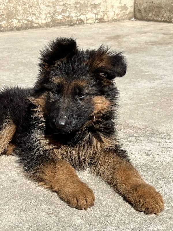 German shepherd female puppy 3