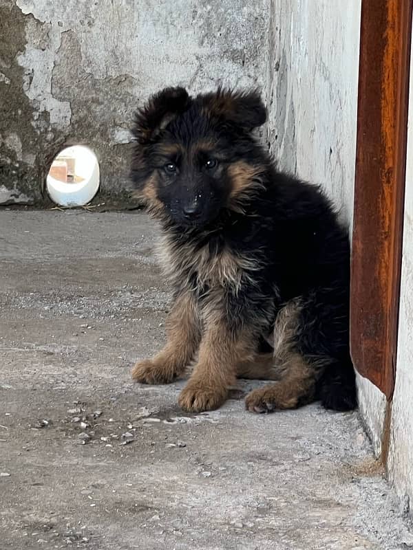 German shepherd female puppy 4