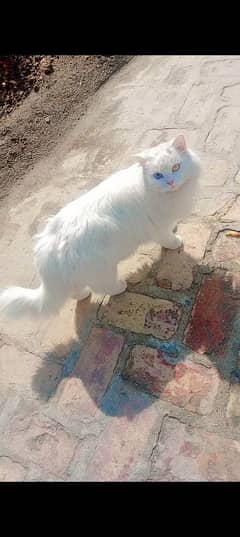 Female Original Persian  Pregnant Cat . . . . . Whtsp Number (03230969566)