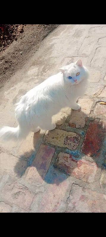 Female Original Persian  Pregnant Cat  . . Whtsp Number (03230969566) 0