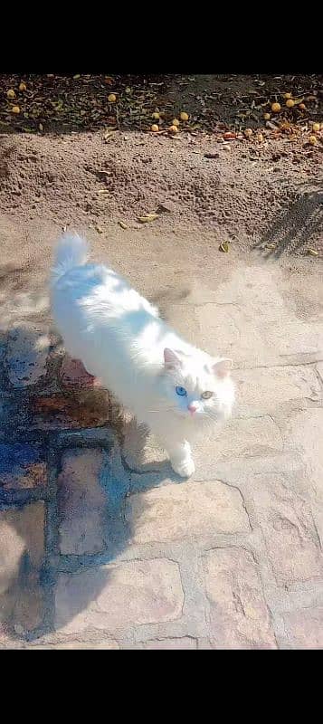 Female Original Persian  Pregnant Cat  . . Whtsp Number (03230969566) 1