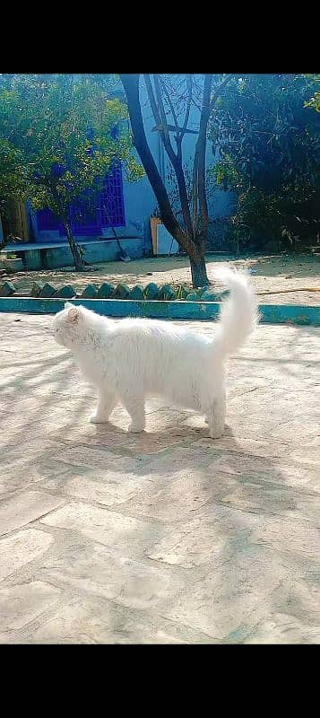 Female Original Persian  Pregnant Cat  . . Whtsp Number (03230969566) 3