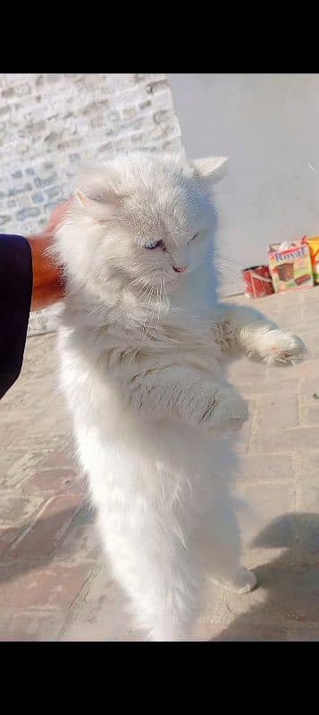 Female Original Persian  Pregnant Cat  . . Whtsp Number (03230969566) 4