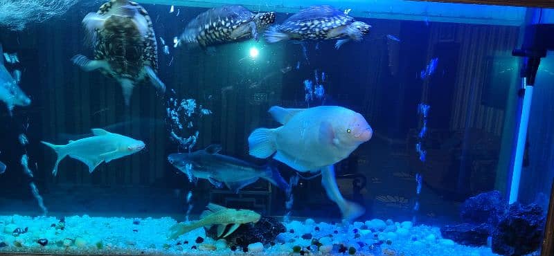 Fishes and turtle for sale 2