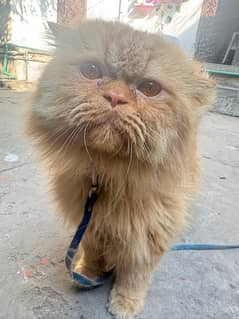 full punch face persian cat