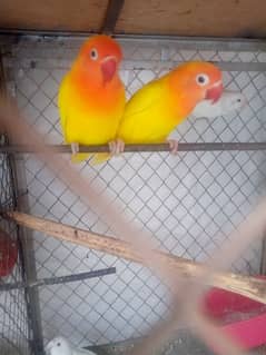 3 pic love birds for sale