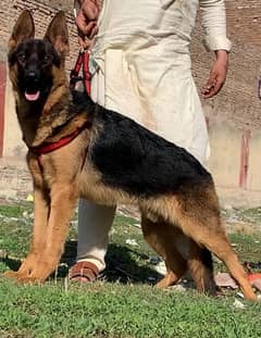 German shepherd double coat full security guard male 7 months for sale