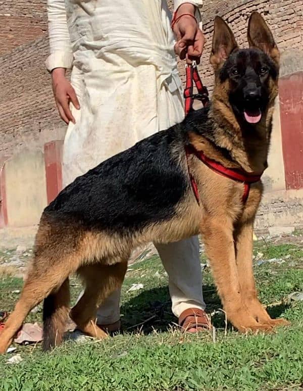 German shepherd double coat full security guard male 7 months for sale 1