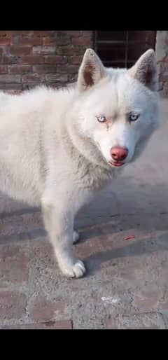 snow white saibarin husky mail non ped