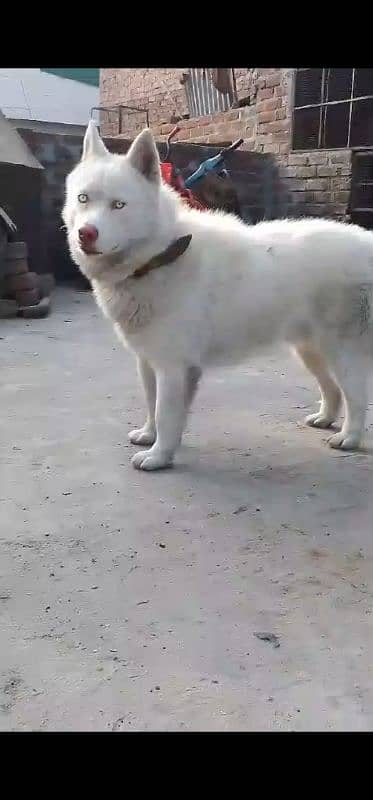 snow white saibarin husky mail non ped 4