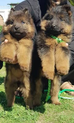 German Shepherd long coat pair for sale