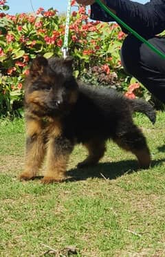 German Shepherd long for female for sale