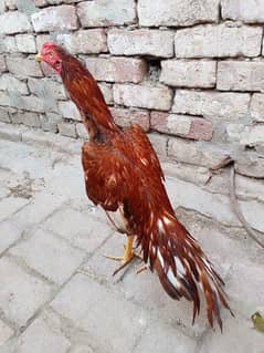 Pure Aseel Murga For Sale