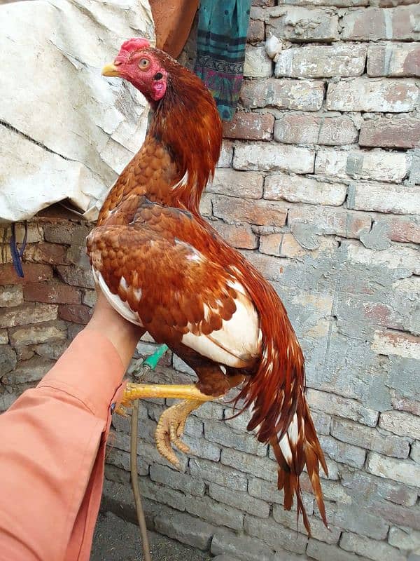 Pure Aseel Murga For Sale 3