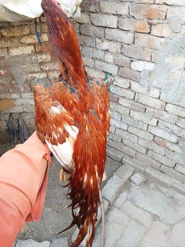 Pure Aseel Murga For Sale 9