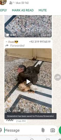 asseel murgi with 5. chick