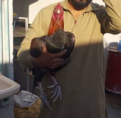 Mianwali Aseel Lakha Breeder High Quality