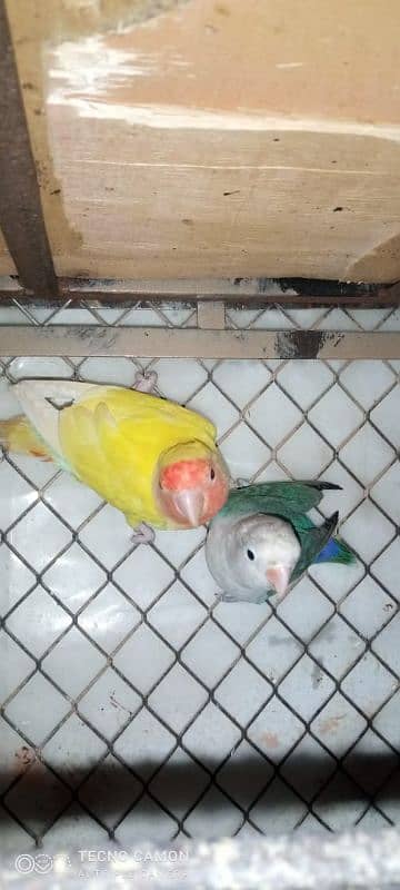 3 pic love birds for sale 0