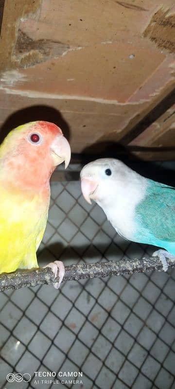 3 pic love birds for sale 1