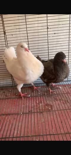 king chicks for sale