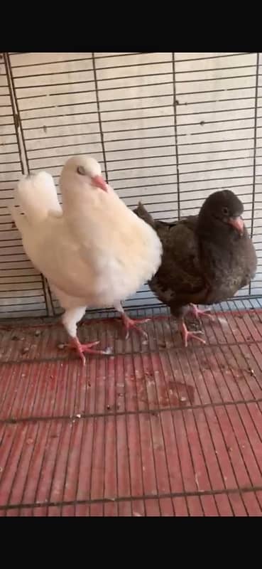 king chicks for sale 0