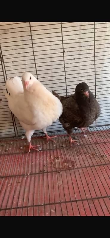 king chicks for sale 1