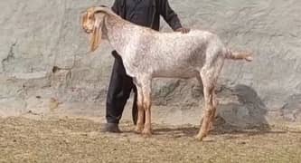 desi Bakra qurbani wala for sale 03704685463