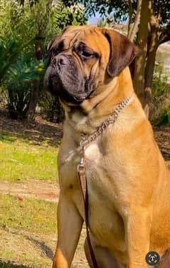 bull mastiff