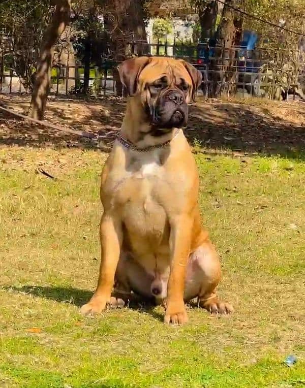 bull mastiff 1