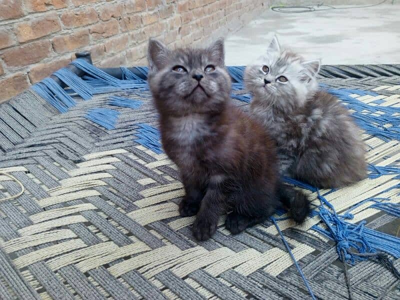 Persian Cat Male and Female 4