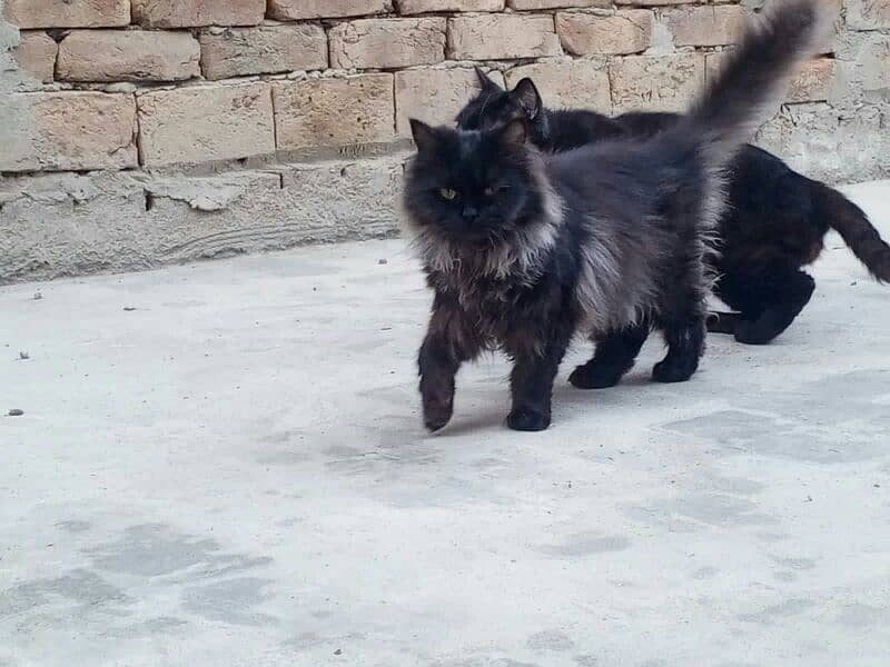 Persian Cat Male and Female 6