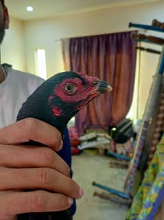 Mianwali female healthy and active egg laying