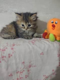 kitten's for sale calico 6000/ other 5000 each