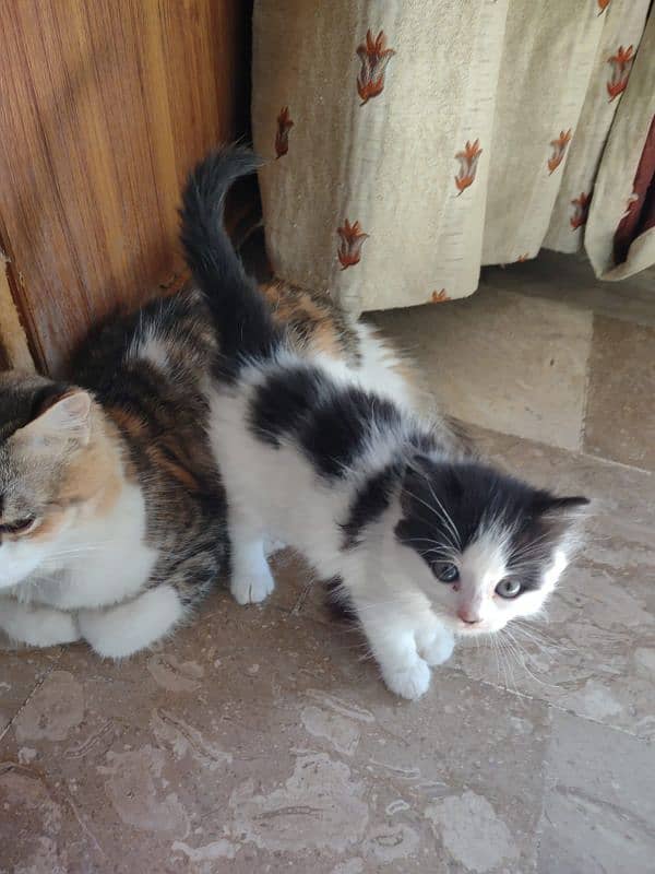 kitten's for sale calico 6000/ other 5000 each 1