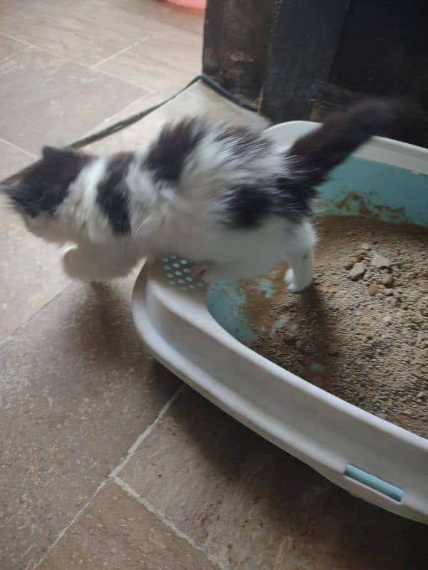 kitten's for sale calico 6000/ other 5000 each 7