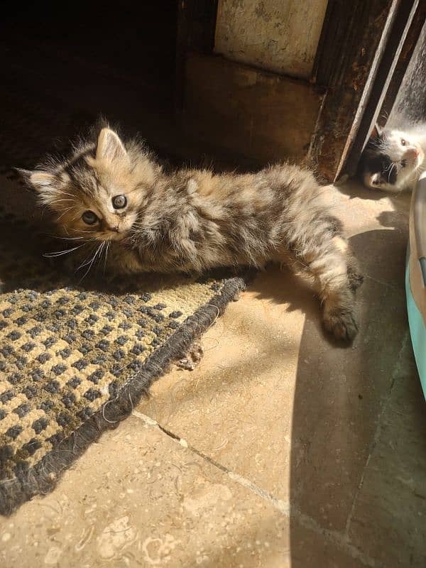 kitten's for sale calico 6000/ other 5000 each 12