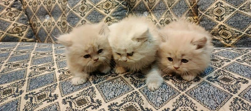 Persian Punch Face Kittens Age 1.5 Months Fawn Color litter Trained 2