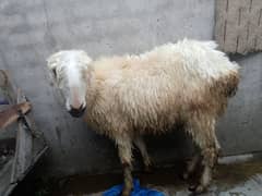 mundri female or stha me female babay sheep for sale