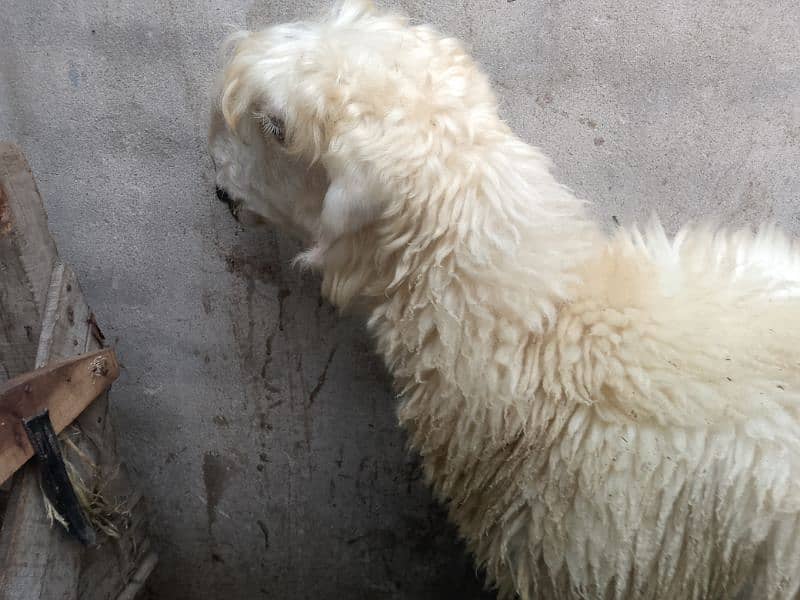 mundri female or stha me female babay sheep for sale 1