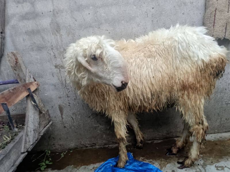 mundri female or stha me female babay sheep for sale 3