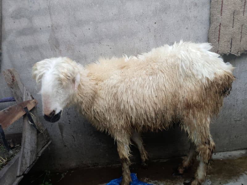 mundri female or stha me female babay sheep for sale 4