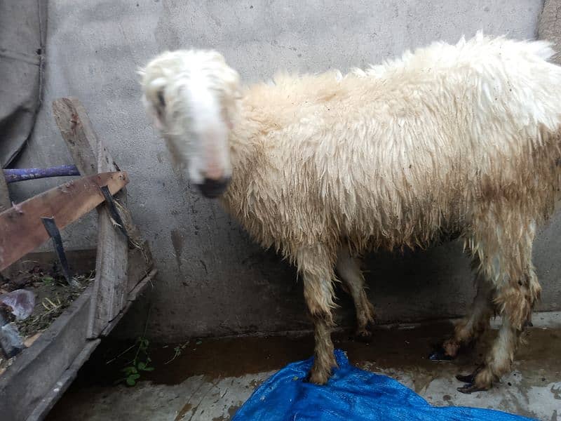 mundri female or stha me female babay sheep for sale 5