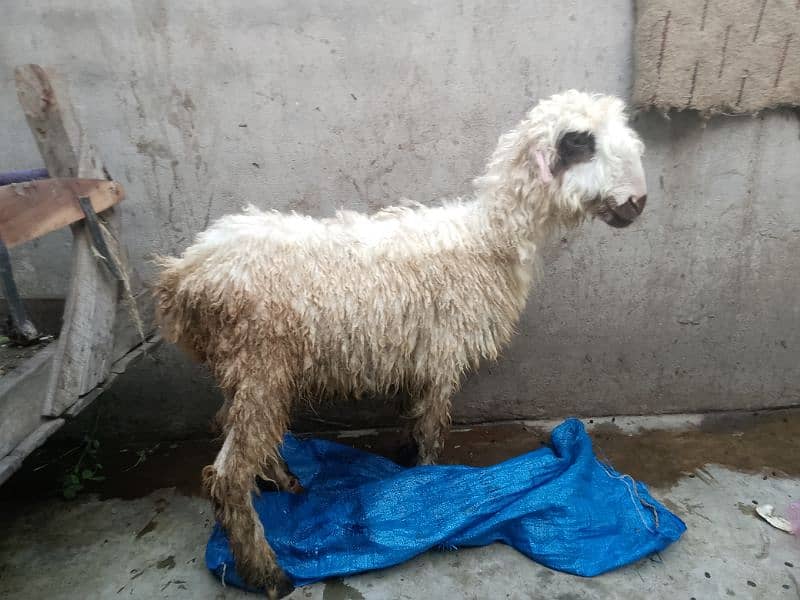 mundri female or stha me female babay sheep for sale 9