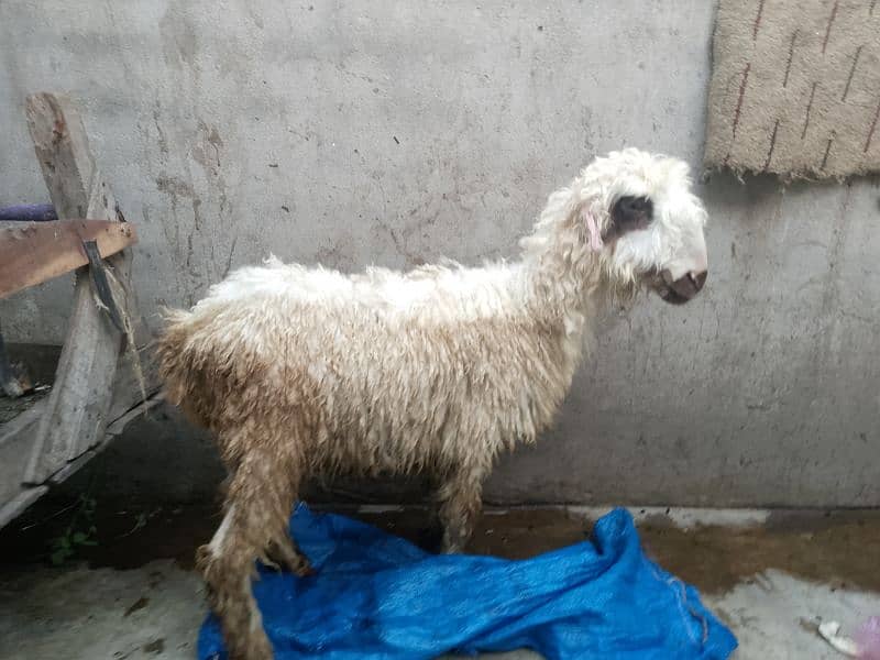 mundri female or stha me female babay sheep for sale 10