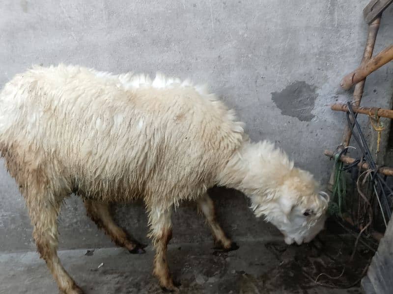 mundri female or stha me female babay sheep for sale 11