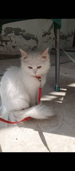 White Persian Kitten