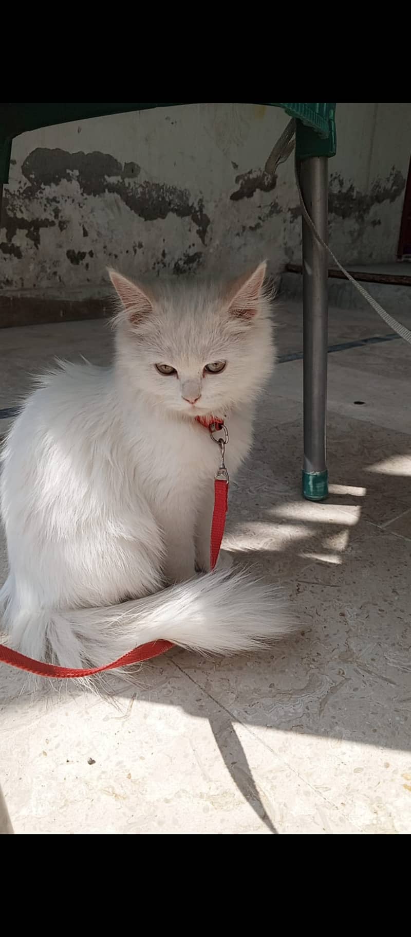 White Persian Kitten 0