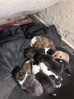 pitbull puppies